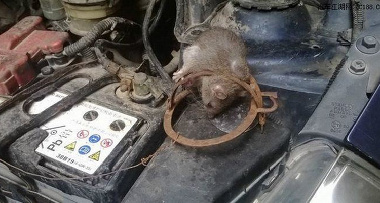 發(fā)動機進老鼠怎樣處理