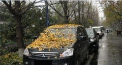 車停在樹下好不好，建議最好不要把車停在樹下