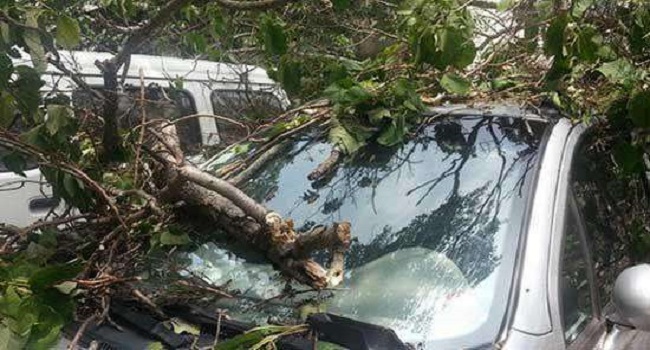 車停在樹下好不好，建議最好不要把車停在樹下